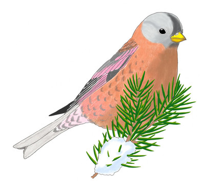 灰冠Rosy Finch