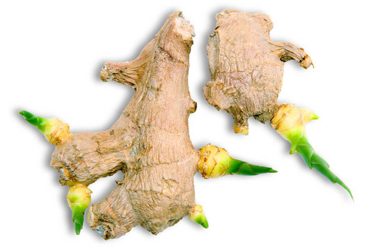 姜根豆芽