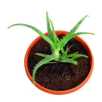 Aloe vera的植物