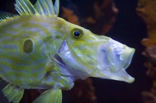 南鮋科是一個(gè)家庭的scorpaeniform魚原產(chǎn)于南半球；俗稱前；horsefishes和賽馬。