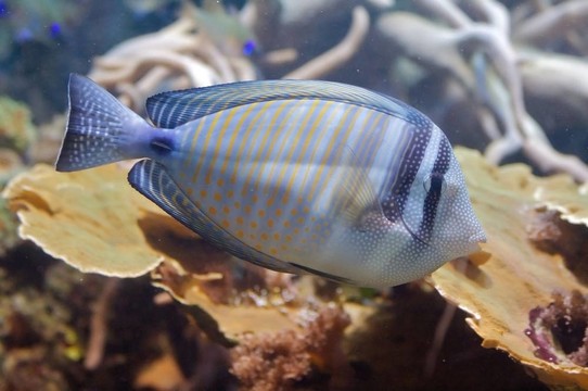的紅海刺尾魚(yú)或sohal tang