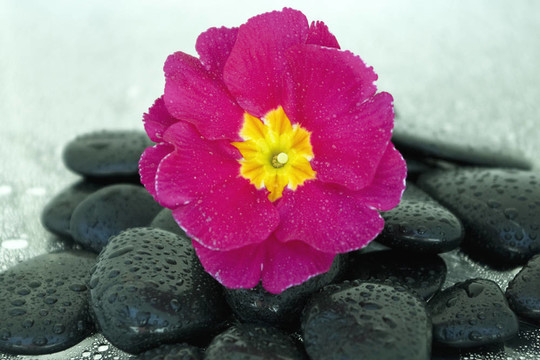黑色石頭和花