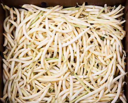 蠟豆