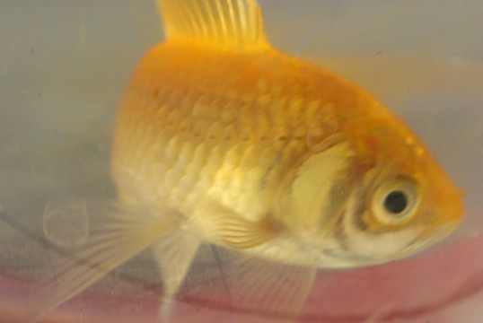 魚