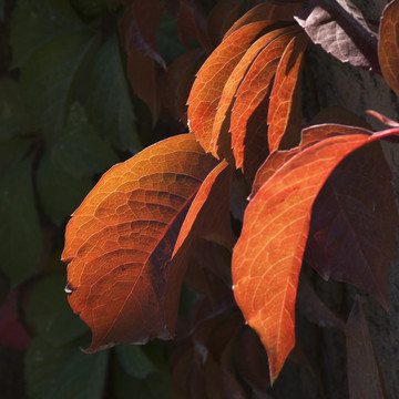 紅葉
