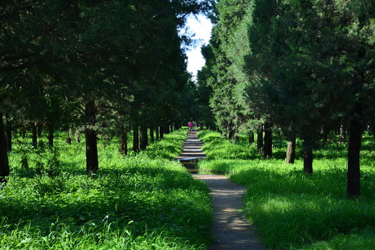北京天壇公園的森林與路