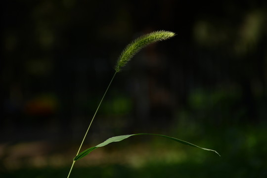 森林與狗尾草