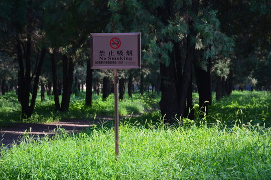 北京天壇公園的森林與路