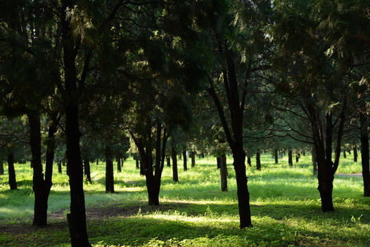 北京天壇公園的森林與路
