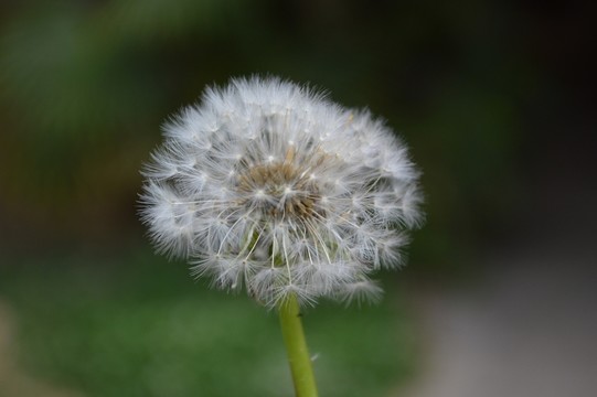 蒲公英的種子