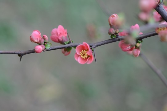 花枝