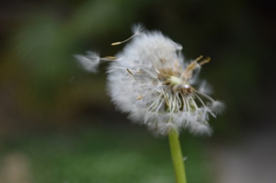 蒲公英的種子