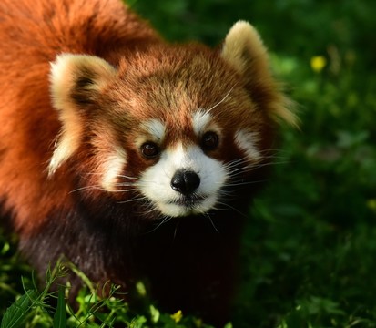 小熊