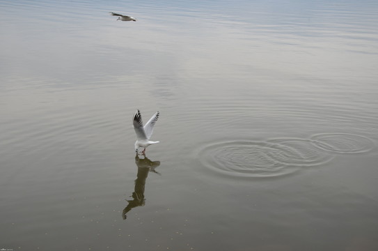 海鷗