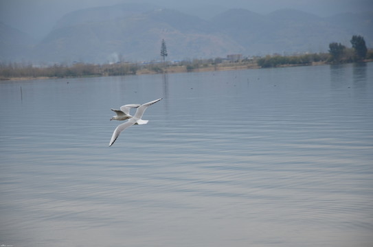水鳥