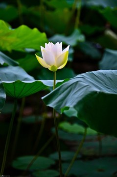荷花