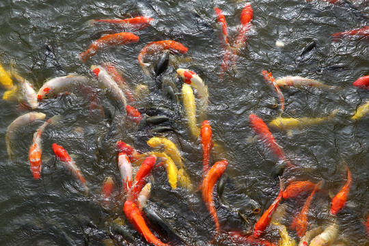 一群魚(yú)