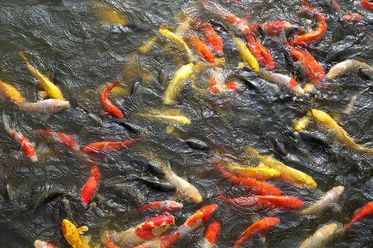 錦鯉魚(yú)群