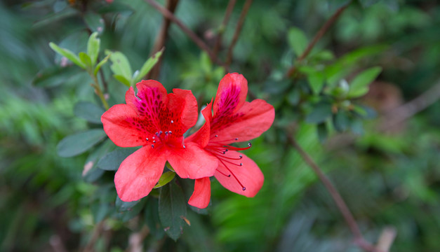 鮮花 山杜鵑
