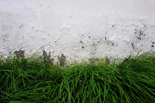 植物水泥墻
