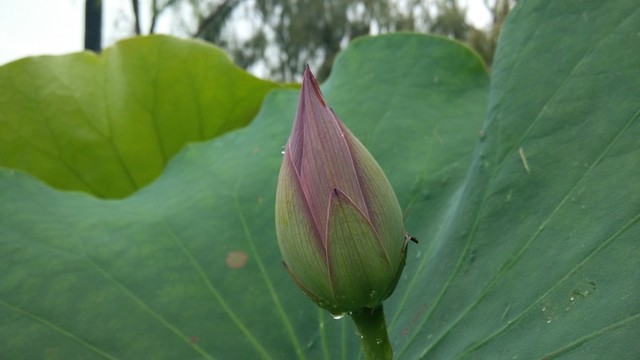 荷花