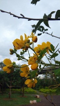 黃槐決明