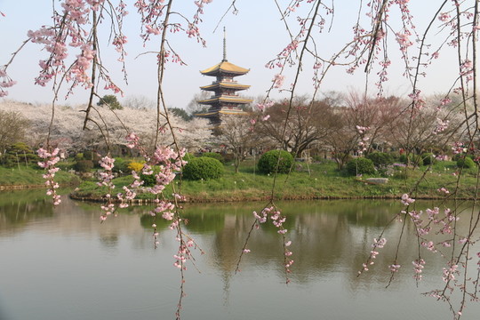 東湖櫻花