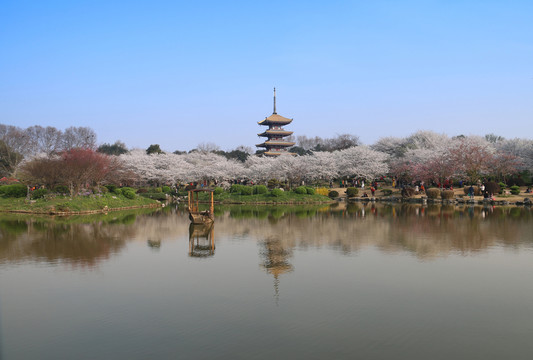 東湖櫻園
