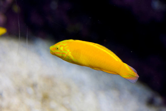 一種奇特的魚游泳