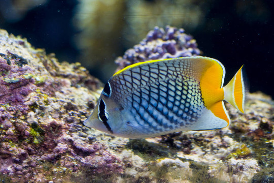 一種奇特的魚(yú)游泳