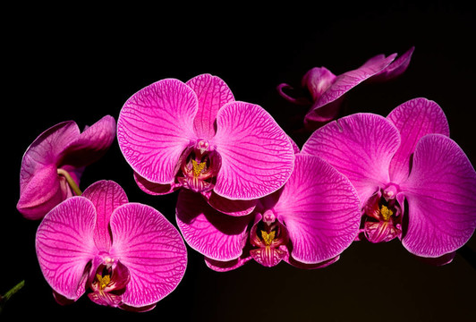 蘭花