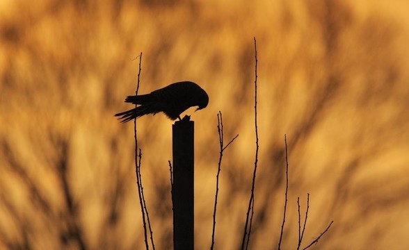 一個常見的紅隼（Falco tinnunculus）剪影坐在桿和吞噬自己的祈禱（小動物）在黃昏