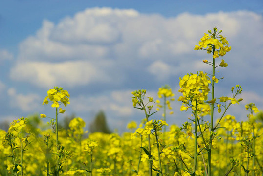Rapeseed 31