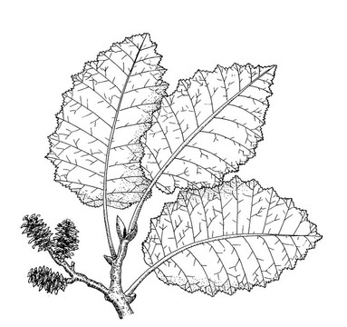 阿爾德（樹）