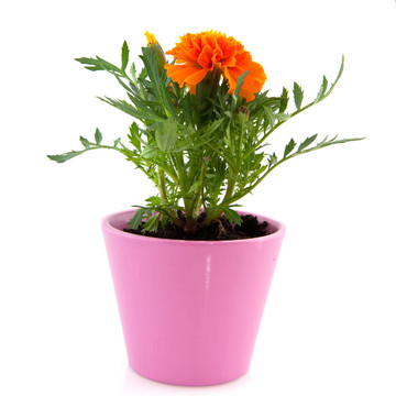橙色萬壽菊
