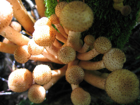 蜂蜜蘑菇在陽光下發(fā)光