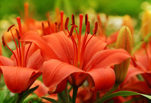 美麗的紅百合