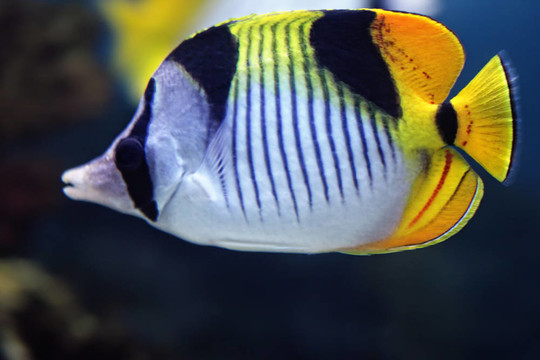 金雙印蝶觀賞魚