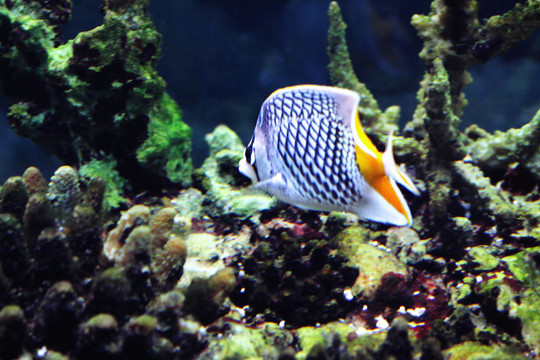 紅尾蝴蝶魚魚在水族館