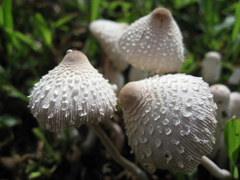 毒蕈2