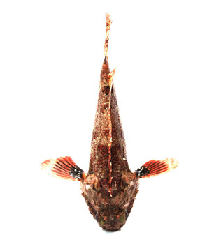 新鮮魚石鱸魚