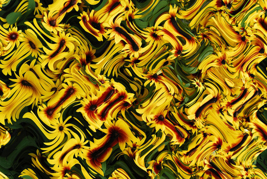 花；金光菊