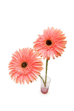 Gerber daisy孤立在白色背景