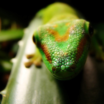 馬達(dá)加斯加巨天geckomadagascar大壁虎