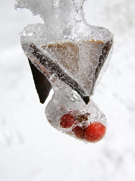 Frozen Honeysucle的漿果