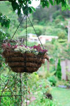 Flowers。