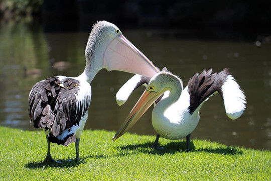 澳大利亞鵜鶘（Pelecanus Conspicillatus）沿托倫斯河境內(nèi)的戰(zhàn)斗；阿德萊德；澳大