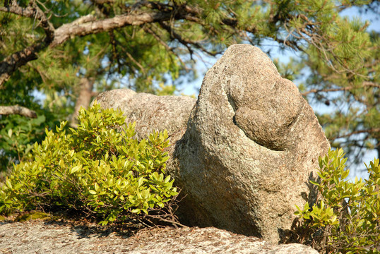 森林中的Boulder