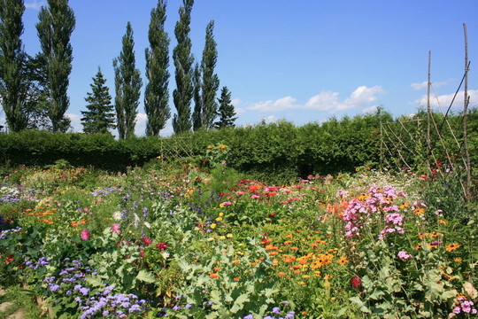 花園里的花