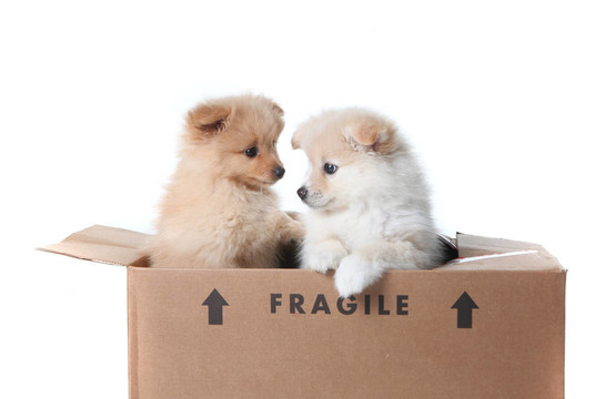博美犬幼犬在一個紙板箱